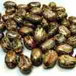 Dry Hybrid Castor Seeds