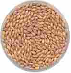 Indian Feed Barley