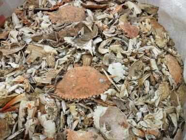 Dry Crab Shells