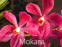 Mokara Flowers