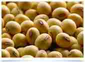Soyabean Oil Seeds