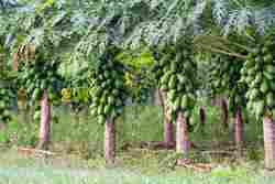 Natural Green Papaya Plant