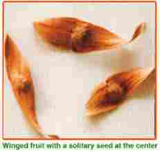 Ailanthus Excelsa Plant Seeds