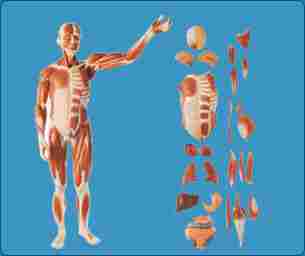 Full Size Human Body Showing Muscles & Organs