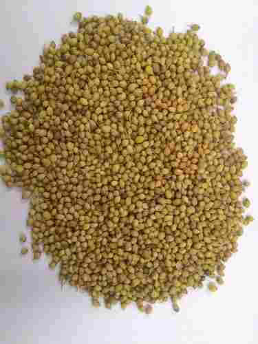 Coriander Seeds (Spices)