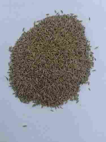 Cumin Seeds (Spices)
