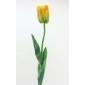 Yellow French Tulip