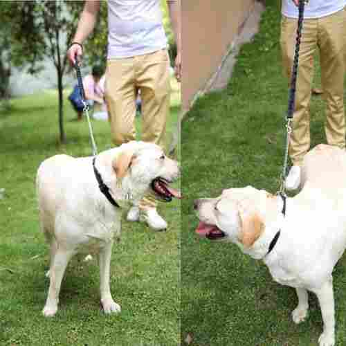 Dog Walking Leash Lead And Collar With Chain