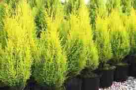 Cypress Plants