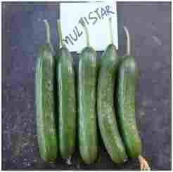 Multistar F1 Cucumber Seed