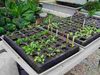 Nursery Seedling Trays