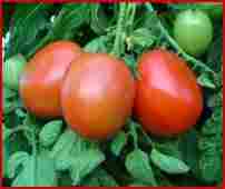 Hybrid Tomato Red Gold