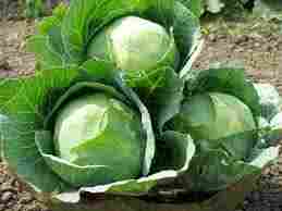 Maruti Cabbage Seeds Round Meru F1 Hybrid