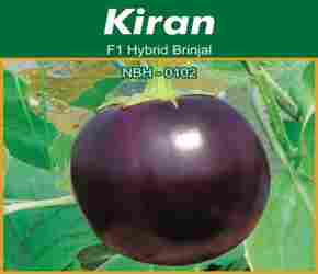 High quality Hybrid Brinjal Seeds