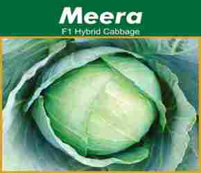 Hybrid Cabbage seeds