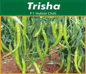 Hybrid Chili Seeds