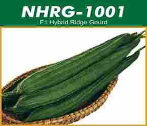 Hybrid Ridge Gourd