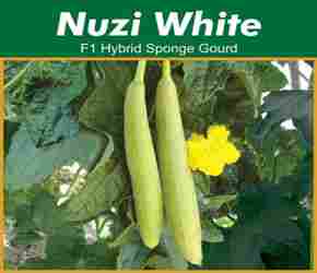 Hybrid Sponge Gourd seed
