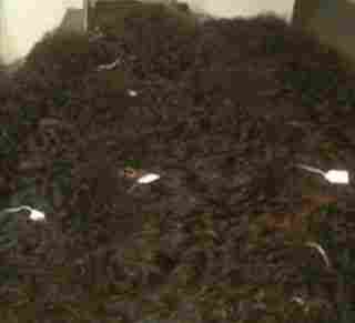 Virgin Indian Natural Curly Hair Extensions