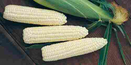 Fresh White Maize Corn