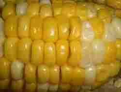 Hybrid Double Cross White Maize