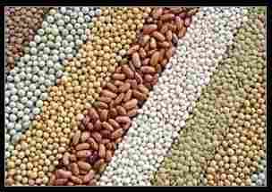 Indian Pulses