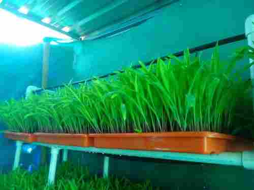 Hydroponic Fodder Production