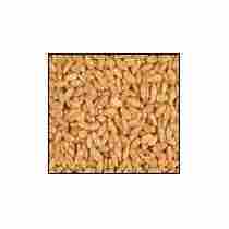 RAJKUMAR Wheat