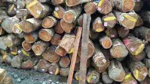 Brazil Wood Logs
