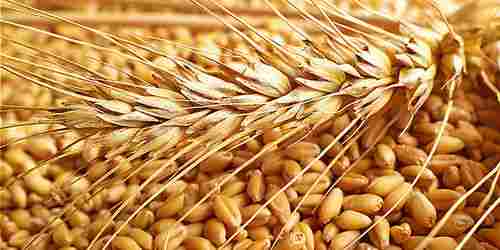Organic Wheat