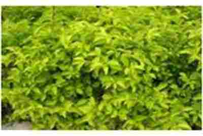 Ground Cover Plant