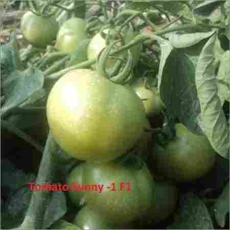 High Quality Tomato Seeds