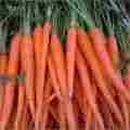 Top Quality Carrot Seeds