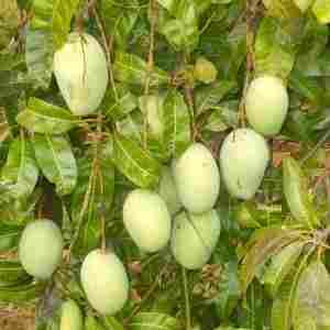 Organic Alphonsa Mango