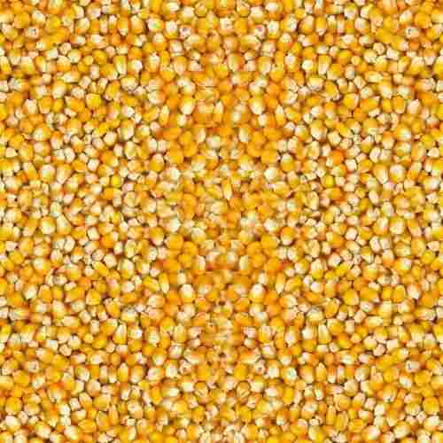 Best Quality Hybrid Yellow Maize