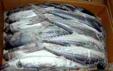 Frozen Spanish Mackerel And King Fish