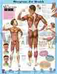 Blueprint For Health Your Muscles Anatomical Chart
