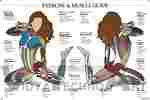 Exercise And Muscle Guide Anatomical Poster Female