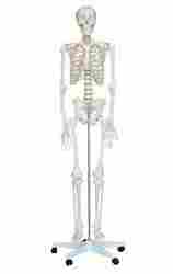 Model Of Human Skeleton