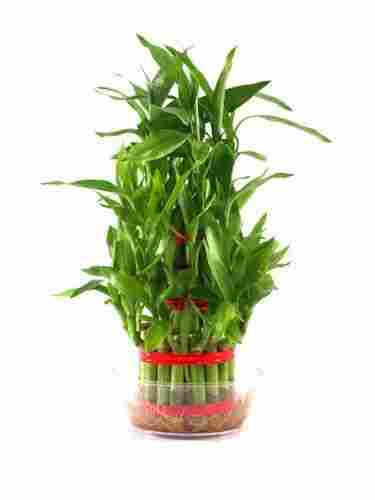 Rolling Nature Lucky Bamboo