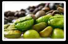 Green Coffee Bean Herbal Extract