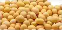 Yellow Soybean Meal