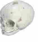 Durable Human Fetal Skull