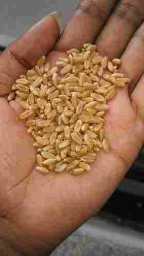 New Crop Soft Milling Wheat