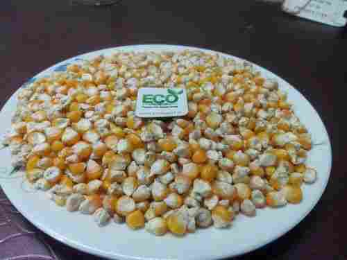 Eco Maize For Export