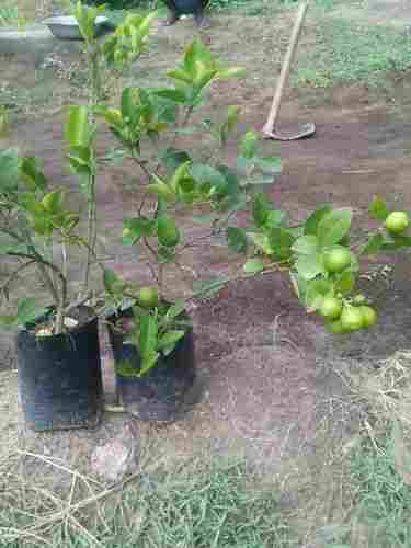 Thai Lemon Plant