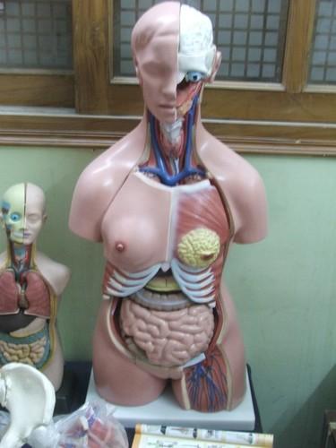 Human Body Torso Model