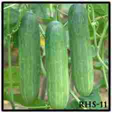 Hybrid Cucumber Seed