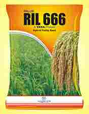 RIL 666 Hybrid Paddy Seed