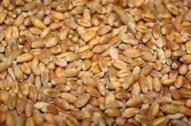 Dried Import Ukraine Wheat